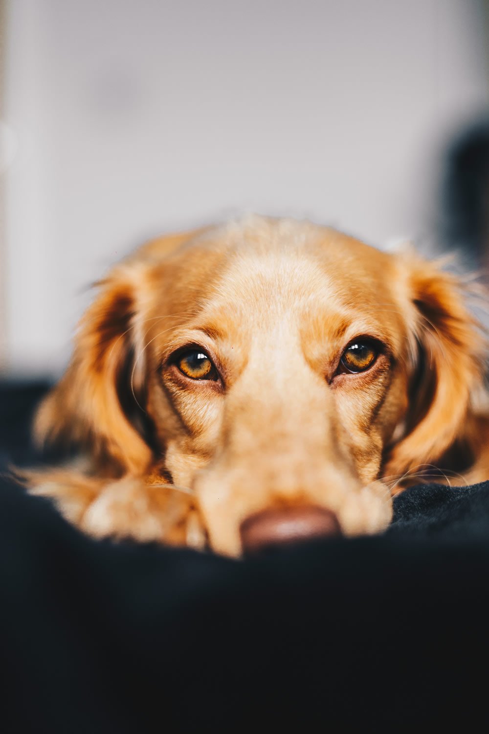 family pet cremations family pet cremations